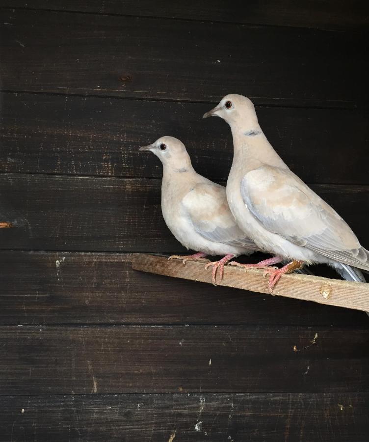 Holmestead Farm メスベン エクステリア 写真